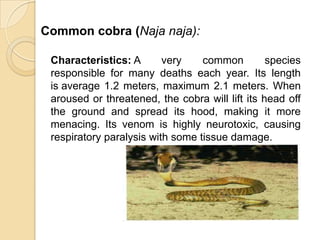 Common cobra (Naja naja):
Characteristics: A very common species
responsible for many deaths each year. Its length
is average 1.2 meters, maximum 2.1 meters. When
aroused or threatened, the cobra will lift its head off
the ground and spread its hood, making it more
menacing. Its venom is highly neurotoxic, causing
respiratory paralysis with some tissue damage.
 