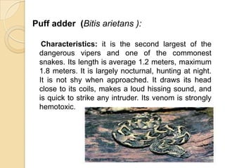 Puff adder (Bitis arietans ):
Characteristics: it is the second largest of the
dangerous vipers and one of the commonest
snakes. Its length is average 1.2 meters, maximum
1.8 meters. It is largely nocturnal, hunting at night.
It is not shy when approached. It draws its head
close to its coils, makes a loud hissing sound, and
is quick to strike any intruder. Its venom is strongly
hemotoxic.
 