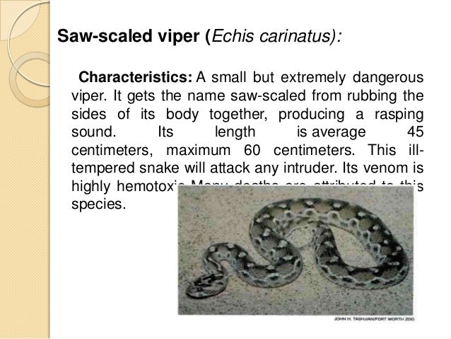 snake envenomation snake envenomation