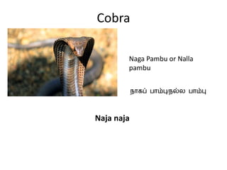 Cobra
Naga Pambu or Nalla
pambu
நாகப் பாம்பு/நல்ல பாம்பு
Naja naja
 