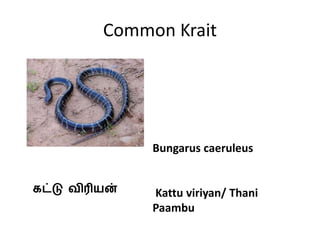 Common Krait
Bungarus caeruleus
Kattu viriyan/ Thani
Paambu
கட்டு விரியன்
 