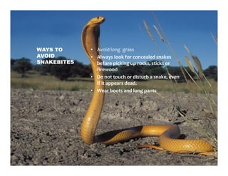 Snake Awareness | PDF