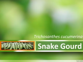 Trichosanthes cucumerina 
Snake Gourd 
 