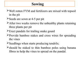 Fym Well Rotted Snake gourd.pptx underutilized vegetables | PPTX