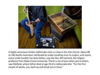 A highly venomous timber rattlesnake rests in a box in the Jolo church. About 80
to 100 deaths have been attributed to snake handling since its origins, and nearly
every snake handler has been bitten, says the Rev. Bill Leonard, the religion
professor from Wake Forest University. There’s a lot of pain when you’re bitten,
says Wolford, whose father died at age 39 of a rattlesnake bite. "For the first
couple of weeks, you swell up and break out in hives."

 