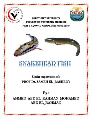 SADAT CITY UNIVERSITY
FACULTY OF VETRINARY MEDICINE
FISH & AQUATIC ANIMAL MEDICINE DEPT
Under supervision of :
PROF.Dr. SAMEH EL_RASHEDY
By :
AHMED ABD EL_RAHMAN MOHAMED
ABD EL_RAHMAN
 