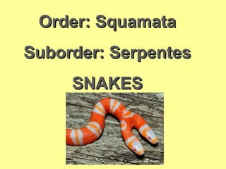 Order: SquamataOrder: Squamata
Suborder: SerpentesSuborder: Serpentes
SNAKESSNAKES
 