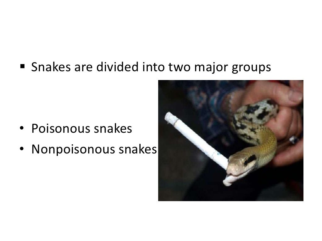 Snake poisoning