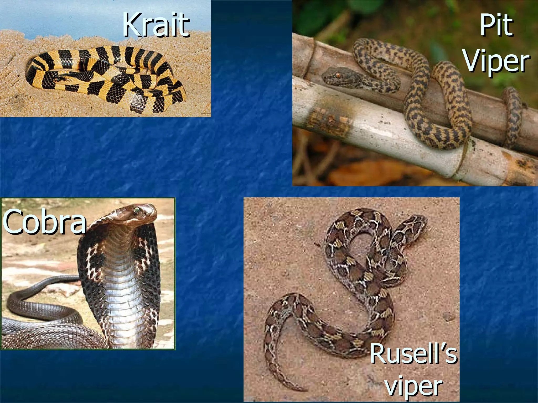 Krait Cobra Pit Viper Rusell’s viper 