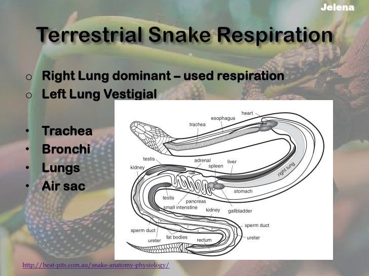 Snake Exercise Presentation