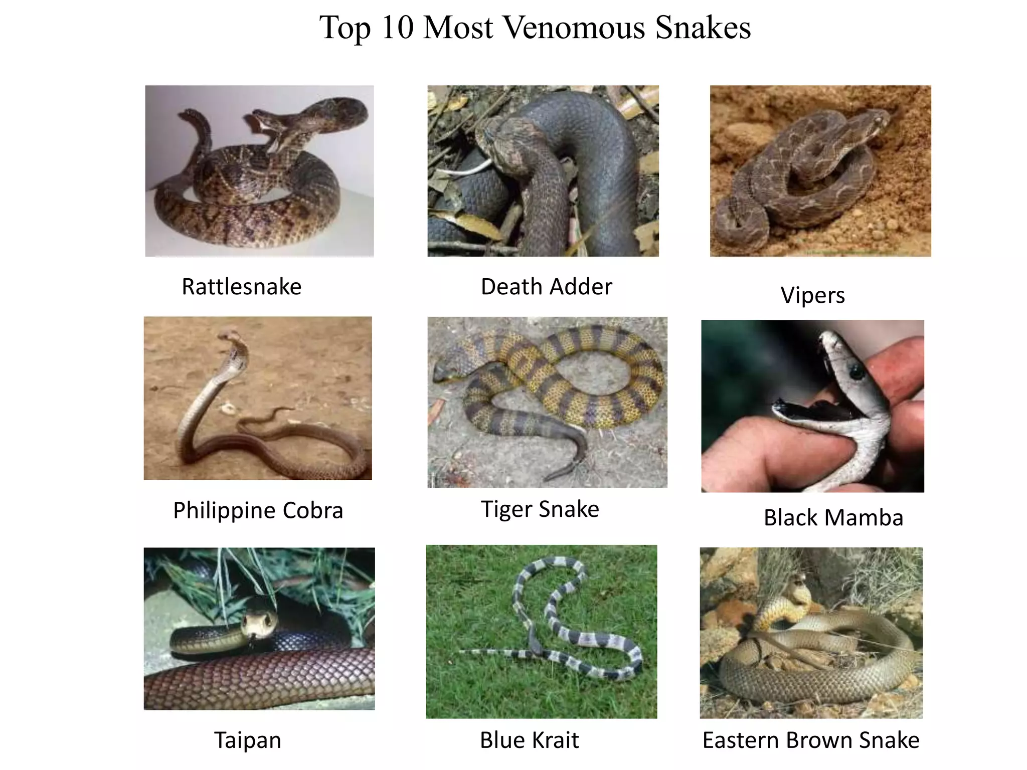 Snake _presentation.pptx