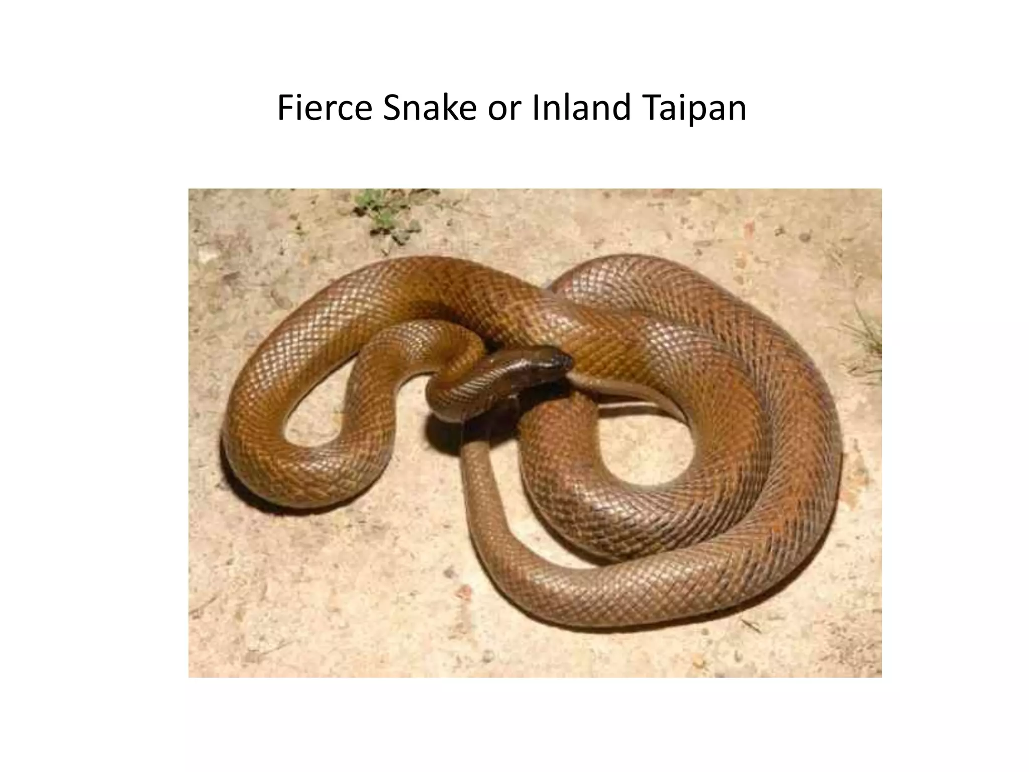 Snake _presentation.pptx