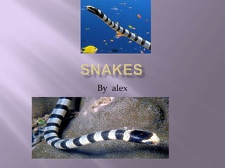 snakes By  alex 