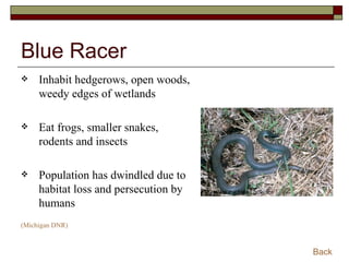 Blue Racer Inhabit hedgerows, open woods, weedy edges of wetlands Eat frogs, smaller snakes, rodents and insects Population has dwindled due to habitat loss and persecution by humans (Michigan DNR) Back www.michigan.gov/dnr 