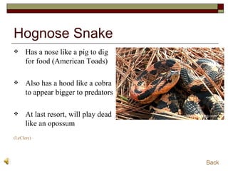 Hognose Snake Has a nose like a pig to dig for food (American Toads) Also has a hood like a cobra to appear bigger to predators At last resort, will play dead like an opossum ( LeClere ) Back www.unitedstreaming.com 
