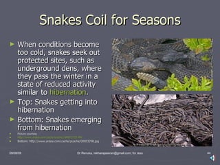 Snakes | PPT