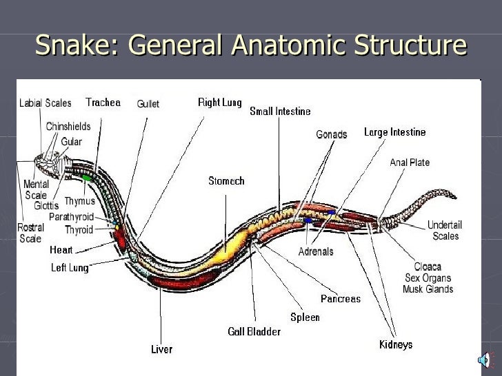 Snake Anatomy Chart