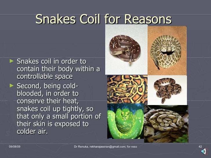 Snakes