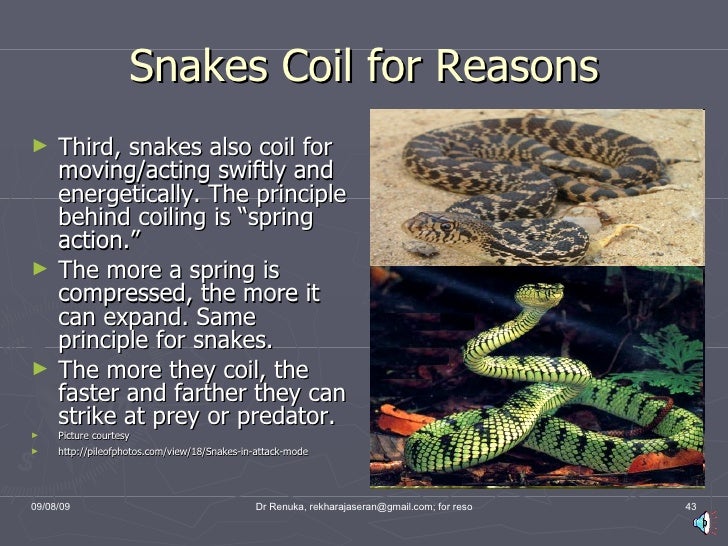 Snakes