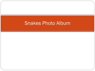 Snakes Photo Album 