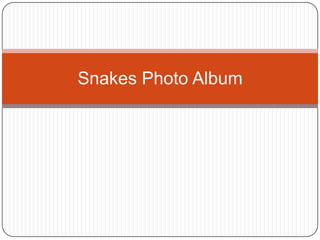 Snakes Photo Album 