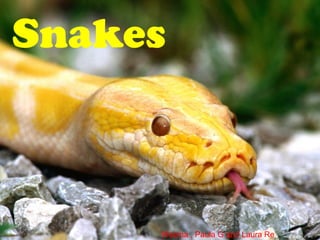 Snakes
Haga clic para modificar el estilo de subtítulo del patrón




                                          Wsema , Paula G and Laura Re
 