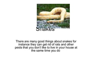 Snakes  There are many good things about snakes for instance they can get rid of rats and other pests that you don’t like to live in your house at the same time you do  