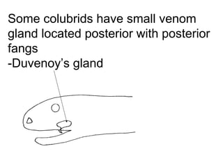 Some colubrids have small venom
gland located posterior with posterior
fangs
-Duvenoy’s gland
 