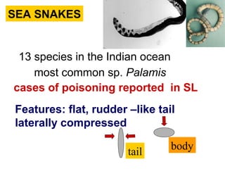 SEA SNAKES
13 species in the Indian ocean
cases of poisoning reported in SL
most common sp. Palamis
Features: flat, rudder –like tail
laterally compressed
tail
body
 