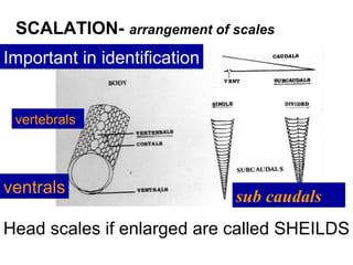 SCALATION- arrangement of scales
Head scales if enlarged are called SHEILDS
costals
sub caudals
Important in identification
vertebrals
ventrals
 