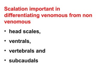 Scalation important in
differentiating venomous from non
venomous
• head scales,
• ventrals,
• vertebrals and
• subcaudals
 