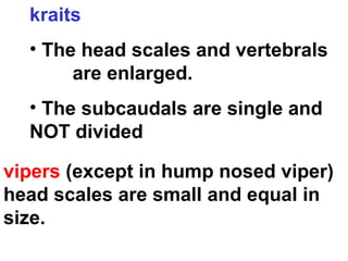 kraits
• The head scales and vertebrals
are enlarged.
• The subcaudals are single and
NOT divided
vipers (except in hump nosed viper)
head scales are small and equal in
size.
 