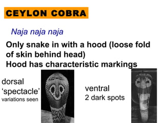 CEYLON COBRA
Naja naja naja
Only snake in with a hood (loose fold
of skin behind head)
Hood has characteristic markings
dorsal
‘spectacle’
variations seen
ventral
2 dark spots
 