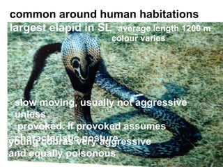 common around human habitations
largest elapid in SL average length 1200 m
slow moving, usually not aggressive
unless
provoked. If provoked assumes
characteristic postureyoung cobras very aggressive
and equally poisonous
colour varies
 