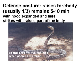 Defense posture: raises forebody
(usually 1/3) remains 5-10 min
with hood expanded and hiss
strikes with raised part of the body
cobras are shy, run and hide
when people are around.
 