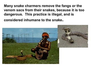 Many snake charmers remove the fangs or the
venom sacs from their snakes, because it is too
dangerous. This practice is illegal, and is
considered inhumane to the snake.
 