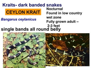 CEYLON KRAIT
Bangarus ceylanicus
single bands all round belly
Kraits- dark banded snakes
Nocturnal
Found in low country
wet zone
Fully grown adult –
2-3 feet
 