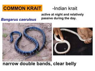 COMMON KRAIT -Indian krait
Bangarus caeruleus
narrow double bands, clear belly
active at night and relatively
passive during the day.
 