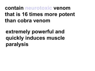 contain neurotoxic venom
that is 16 times more potent
than cobra venom
extremely powerful and
quickly induces muscle
paralysis
 