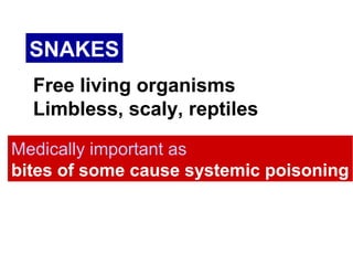SNAKES
Free living organisms
Limbless, scaly, reptiles
Medically important as
bites of some cause systemic poisoning
 