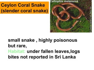 Ceylon Coral Snake
(slender coral snake)
small snake , highly poisonous
but rare,
Habitat: under fallen leaves,logs
bites not reported in Sri Lanka
 