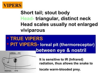 VIPERS
 TRUE VIPERS
 PIT VIPERS- loreal pit (thermoreceptor)
between eye & nostril
Short tail; stout body
Head- triangular, distinct neck
Head scales usually not enlarged
viviparous
It is sensitive to IR (Infrared)
radiation, thus allows the snake to
locate warm-blooded prey.
 