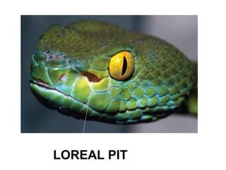 LOREAL PIT
 