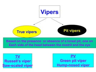 Vipers
True vipers Pit vipers
Based on the presence or absence of a loreal pit, one on
Each side of the head between the nostril and the eye
TV
Russell’s viper
Saw-scaled viper
PV
Green pit viper
Hump-nosed viper
 