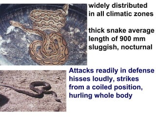 widely distributed
in all climatic zones
thick snake average
length of 900 mm
sluggish, nocturnal
Attacks readily in defense
hisses loudly, strikes
from a coiled position,
hurling whole body
 