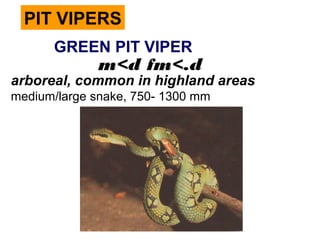 PIT VIPERS
GREEN PIT VIPER
m<d fm<.d
arboreal, common in highland areas
medium/large snake, 750- 1300 mm
 