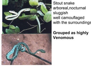 Stout snake
arboreal,nocturnal
sluggish
well camouflaged
with the surroundings
Grouped as highly
Venomous
 