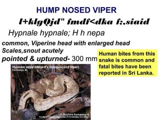HUMP NOSED VIPER
common, Viperine head with enlarged head
Scales,snout acutely
pointed & upturned- 300 mm
Hypnale hypnale; H h nepa
l+klgQjd" fmdf<dka f;,siaid
Human bites from this
snake is common and
fatal bites have been
reported in Sri Lanka.
 