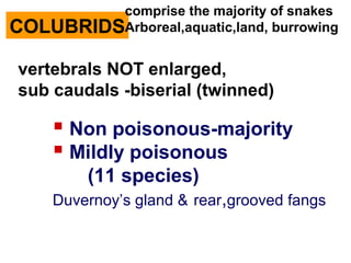 COLUBRIDS
 Non poisonous-majority
 Mildly poisonous
(11 species)
Duvernoy’s gland & rear,grooved fangs
vertebrals NOT enlarged,
sub caudals -biserial (twinned)
comprise the majority of snakes
Arboreal,aquatic,land, burrowing
 