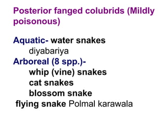 Posterior fanged colubrids (Mildly
poisonous)
Aquatic- water snakes
diyabariya
Arboreal (8 spp.)-
whip (vine) snakes
cat snakes
blossom snake
flying snake Polmal karawala
 